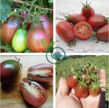 Heirloom Evan's Purple Pear Tomato 200 Seeds