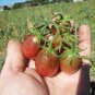 Heirloom Evan's Purple Pear Tomato 200 Seeds