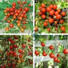 Heirloom Tess's Landrace Cherry Tomato 200 Seeds