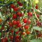 Heirloom Tess's Landrace Cherry Tomato 200 Seeds