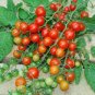 Heirloom Tess's Landrace Cherry Tomato 200 Seeds