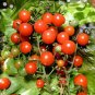 Heirloom Tess's Landrace Cherry Tomato 200 Seeds
