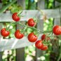 Heirloom Tess's Landrace Cherry Tomato 200 Seeds