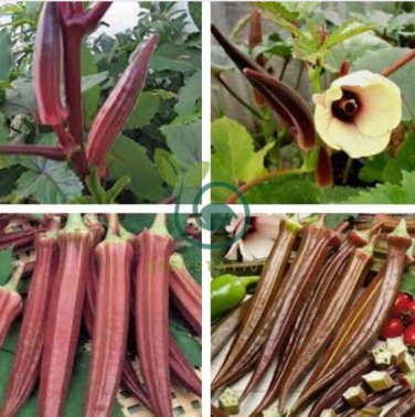 Fresh Red Burgundy Okra Organic Herbs 24 Seeds