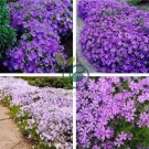Fresh Perennial Flower Ground Cover 120 Seeds