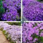 Fresh Perennial Flower Ground Cover 120 Seeds