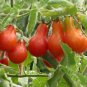 Heirloom Ukraine Red Peal Tomato 200 Seeds