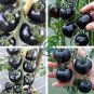 Organic VERY BLACK tomato 600 Seeds