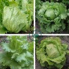 ICEBERG LETTUCE Lactuca Vegetable 320 Seeds