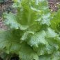 ICEBERG LETTUCE Lactuca Vegetable 320 Seeds