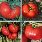 Big Pink Red Tomato Seed Non-Gmo Heirloom Vegetables 70 Seeds