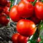 Middle Milk Red Tomato 600 Seeds