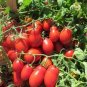Middle Milk Red Tomato 600 Seeds