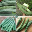 Luffa Acutangula Angled Luffa Vegetables Ridged Luffa Chinese Okra 20 Seeds