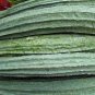 Luffa Acutangula Angled Luffa Vegetables Ridged Luffa Chinese Okra 20 Seeds