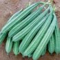 Luffa Acutangula Angled Luffa Vegetables Ridged Luffa Chinese Okra 20 Seeds