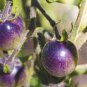 Large Purple Tomato 100 Seeds