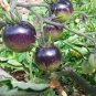 Large Purple Tomato 100 Seeds