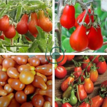 Heirloom Red Climbing Pear Cherry Tomato 600 Seeds