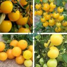 Yellow Round Tomato Plant 40 Seeds