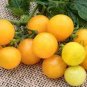 Yellow Round Tomato Plant 40 Seeds