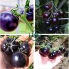 Indigo Rose PURPLE / BLUE TOMATO Organic NON-GMO 50 Seeds
