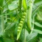 Organic Runner Dwarf Climbing Green Pea 300 Seeds