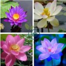 Nelumbo Nucifera Lotus Water Lily 8 Seeds