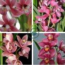 Cymbidium Floribundum Orchid 200 Seeds
