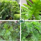 Philodendron Tree 400 Seeds