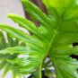 Philodendron Tree 400 Seeds