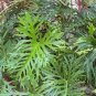 Philodendron Tree 400 Seeds