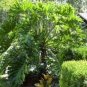 Philodendron Tree 400 Seeds