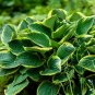 Hosta 600 Seeds