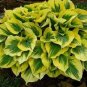 Hosta 600 Seeds