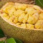 Fresh Jackfruit Fruit 10 Seeds