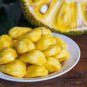 Fresh Jackfruit Fruit 10 Seeds