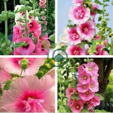 Rare Hollyhock Flower 200 Seeds