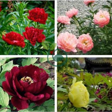 Rare Chinese Peony 20 Seeds