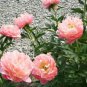 Rare Chinese Peony 20 Seeds