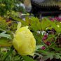 Rare Chinese Peony 20 Seeds