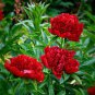 Rare Chinese Peony 20 Seeds