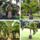 Bottle Palm 40 Seeds