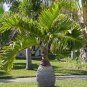 Bottle Palm 40 Seeds