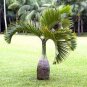 Bottle Palm 40 Seeds