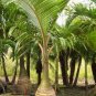 Bottle Palm 40 Seeds