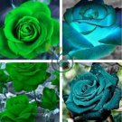 Rose Greenish Blue Colors 200 Seeds