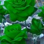 Rose Greenish Blue Colors 200 Seeds