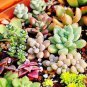 Succulent Planter Seeds Mix Lithops 1000 Seeds