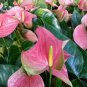 Anthurium Flower 200 Seeds